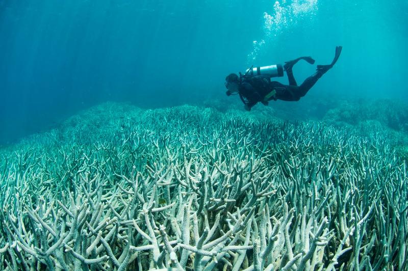 The World of Coral Bleaching