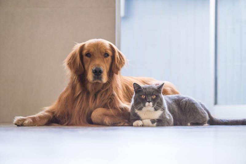 Wyoming's Animal Shelters