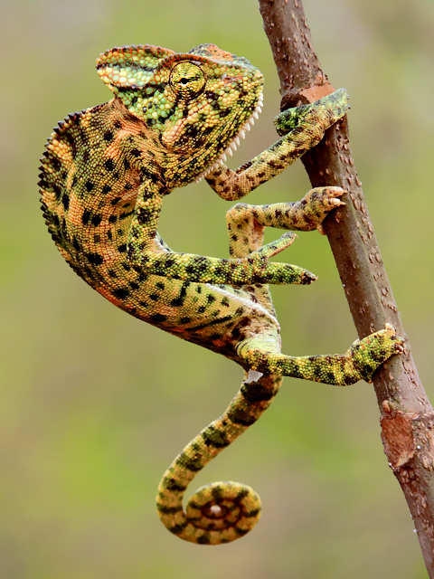 How would chameleons evolve in a million years time?