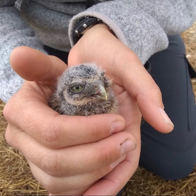 where-are-the-burrowing-owls