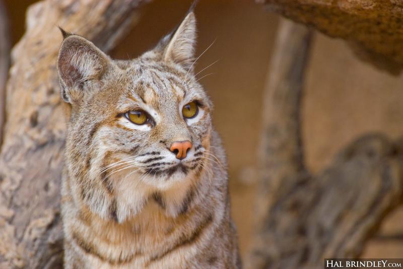 Endangered bobcat population increasing in NJ