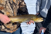 The Brown Trout