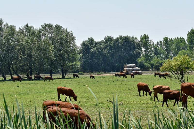 the-relationship-between-overgrazing-and-the-us-environment