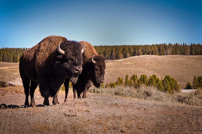 Bison Restoration on the Great Plains