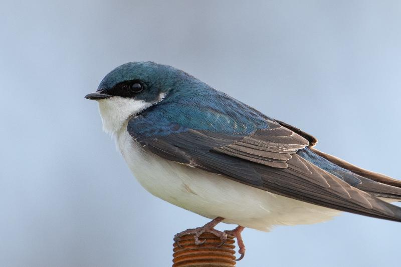 Birds of Macdonald Park