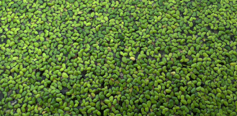 Invasive Species Factsheet: Dotted Duckweed