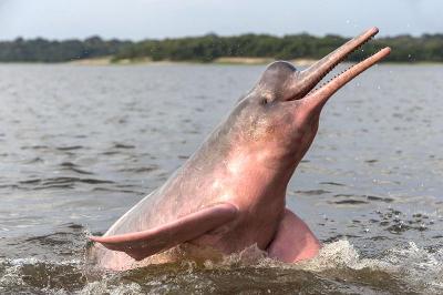 The Amazon River Dolphin