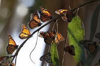 Population Decline In Monarch Butterflies