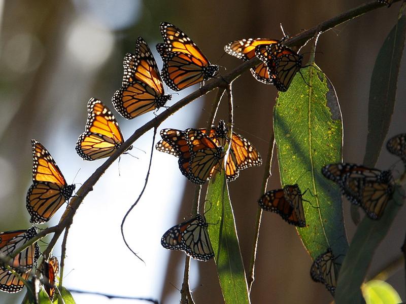 What Happened To The Butterflies? Climate, Deforestation Threaten