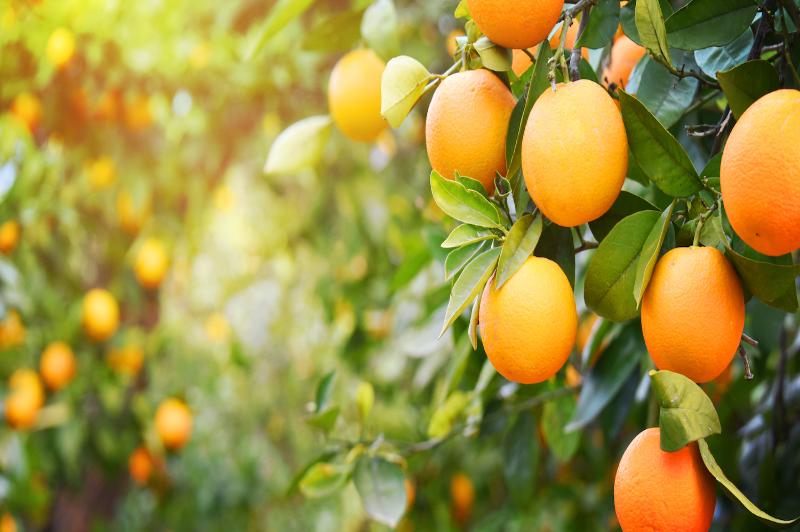 The Surprising Origins Of The Word Orange