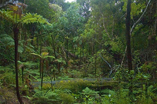 the-rainforest-let-the-planet-breathe