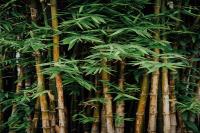 4 Reasons Why Bamboo Is The New Plastic   Ago Downloaded 