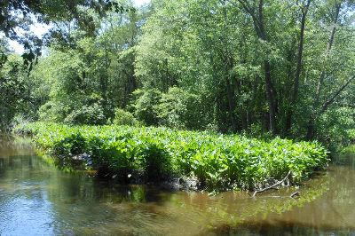 Augustine Wildlife Area Delaware Wildlife Area General Information