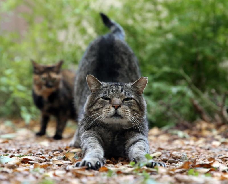 Smart traps and feral cats: Cities amp up their pest control - Govlaunch  Stories