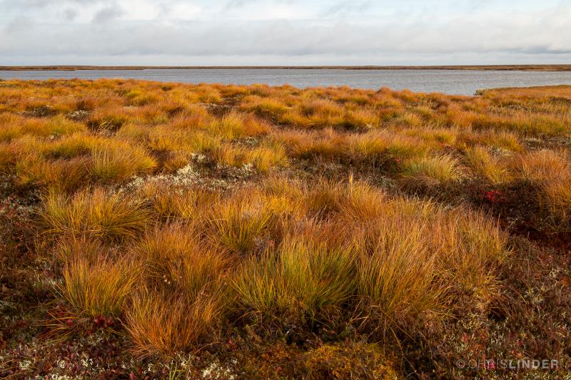 Mapping Arctic Terrestrial Carbon Flux Sampling Sites