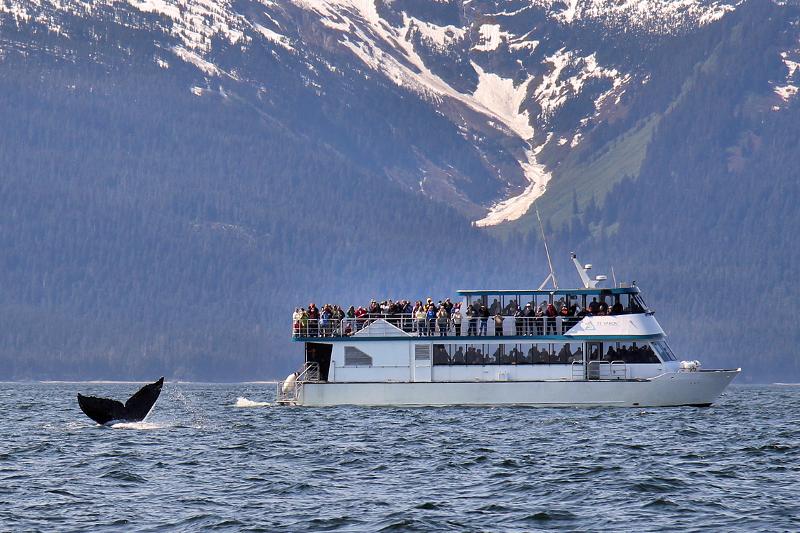 Whale Watching Field Trip