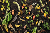 A Municipal Curbside Composting Pilot Program