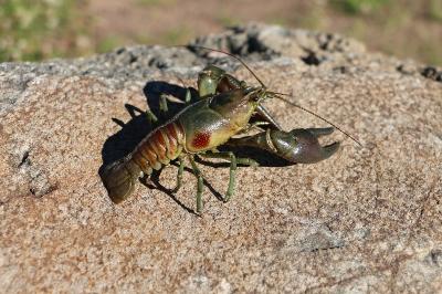 Rusty Crayfish