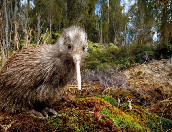 kiwi bird predator prey relationships