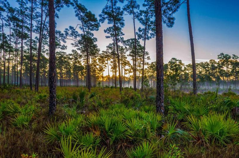 Florida Panther and Black Bear Habitat Comparative Analysis