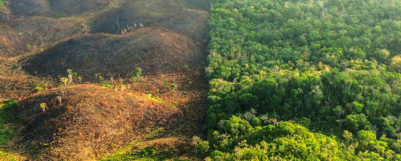 Deforestation and Urbanization in the U.S.