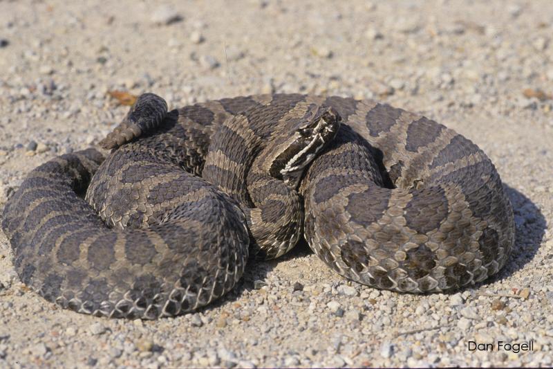 Massasauga Conservation