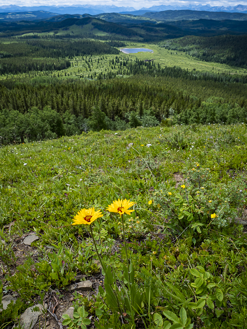 Biodiversity and Wildlife Resources | Ghost River State of the Watershed