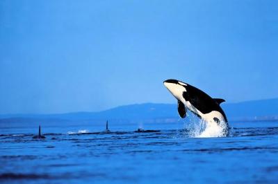 What S Endangering The Southern Resident Killer Whales