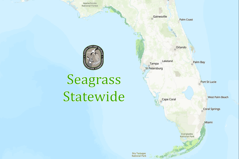 Seagrass - Marine Resources Council