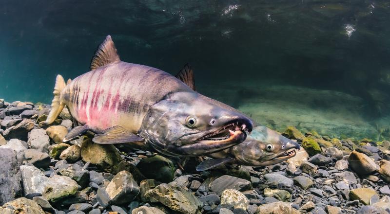 Salmon Hatcheries