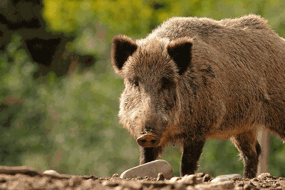 Invasive Animal Species in Georgia