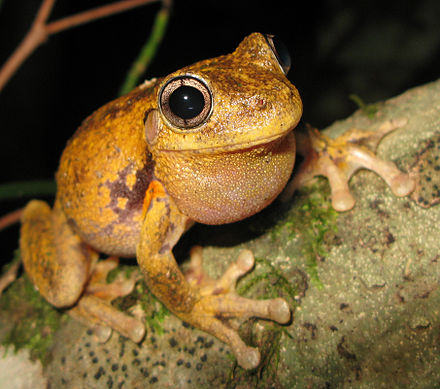 Frog Species in Sydney