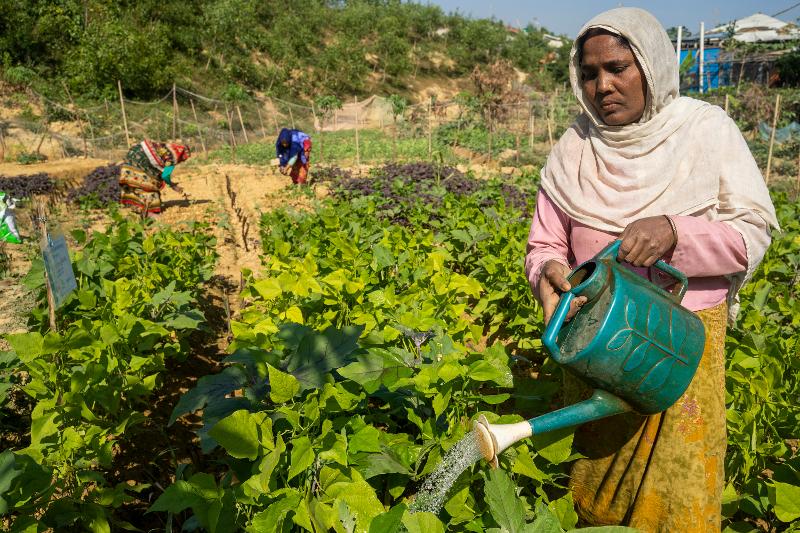 Rohingya: three years into the crisis