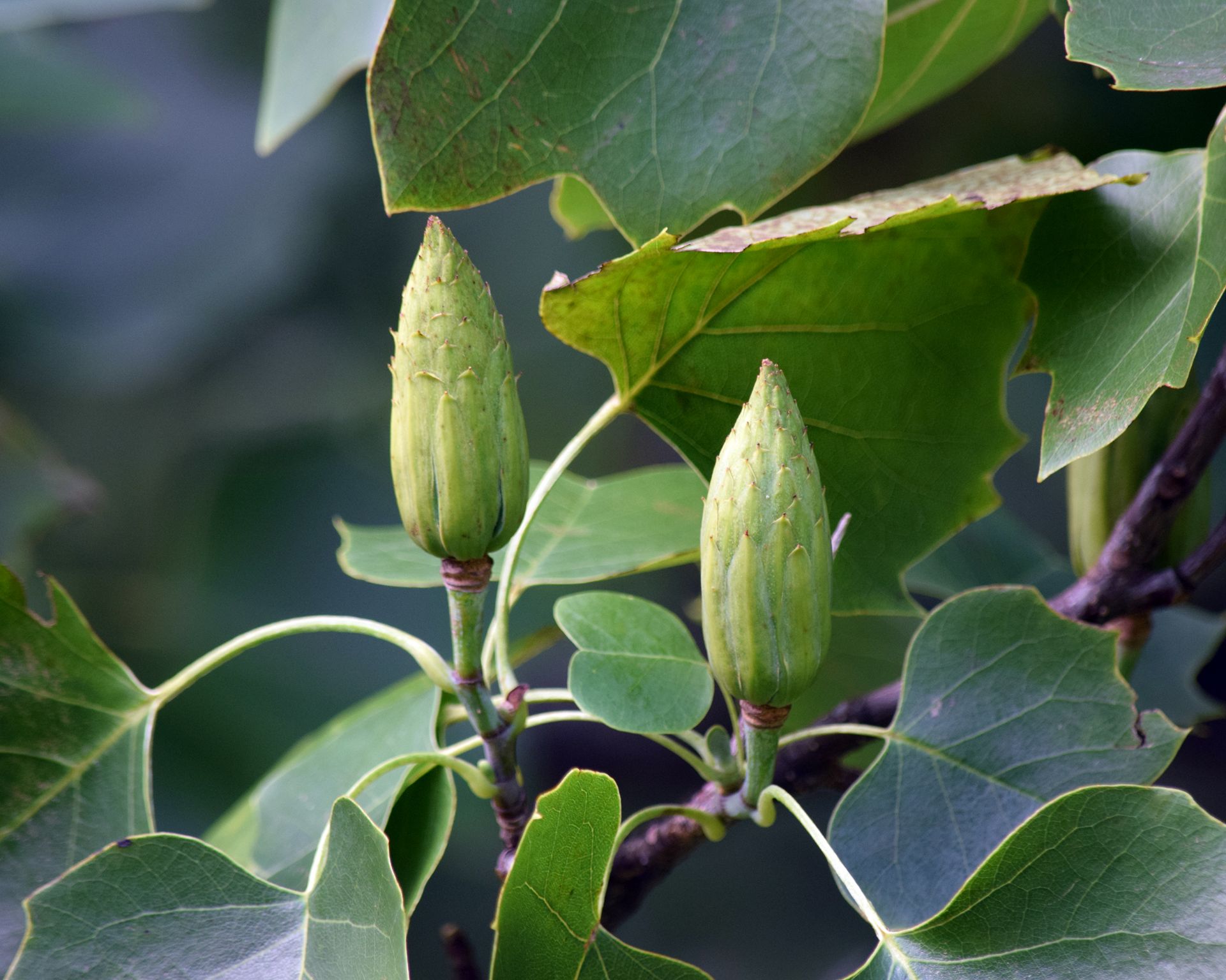 Green Wood Phenology Project