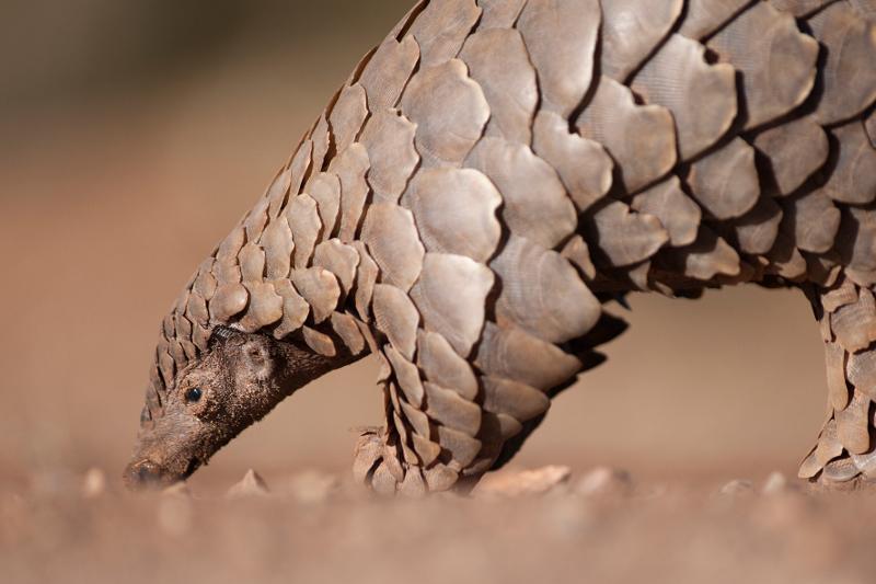 Protecting The Planet S Biodiversity Saving The Pangolin Paulson Institute