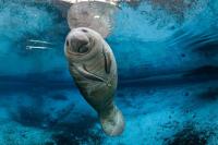 West Indian Manatee Migration Relative To Protected Areas