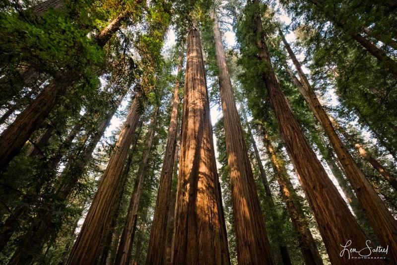 Jedediah Smith Redwoods State Park