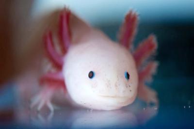 The Axolotl Conservation Paradox