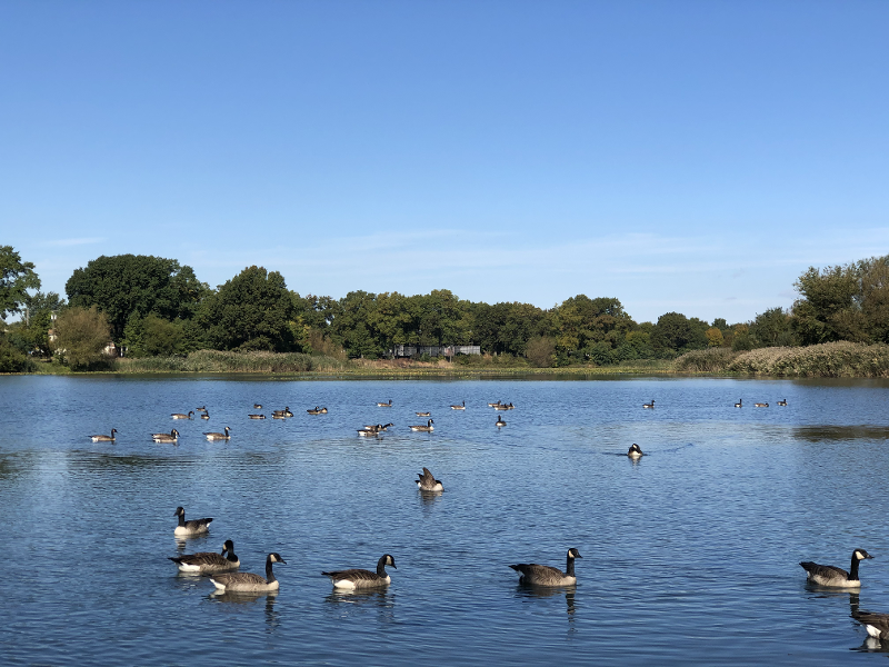 Baisley Pond Park