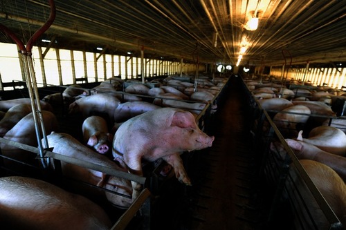 hog-farms-in-north-carolina