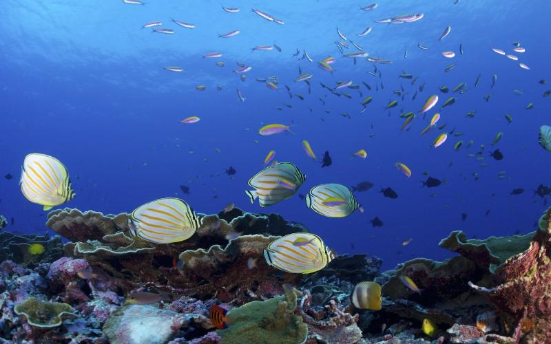 Underwater Heat Waves and How they Affect Coral Reefs
