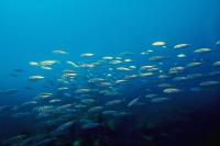 Fish, Common Triplefin