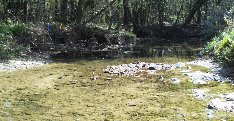 Cypress trees stand tall after Cascade Lake was drained by sinkhole