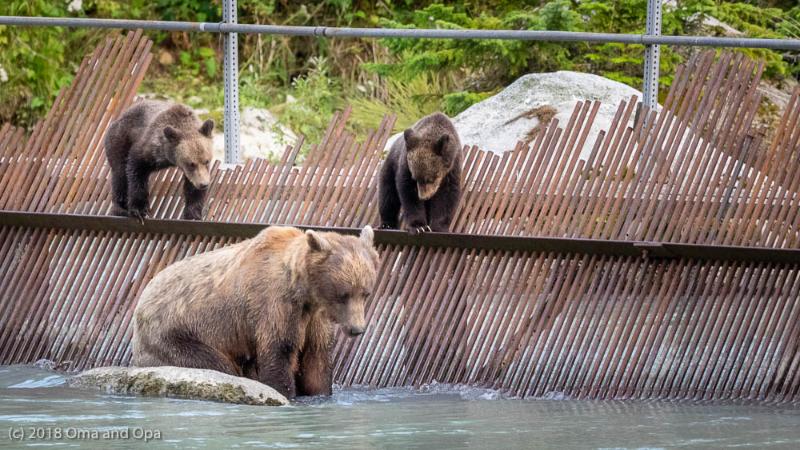 Bears mostly behaving in Haines, KHNS Radio