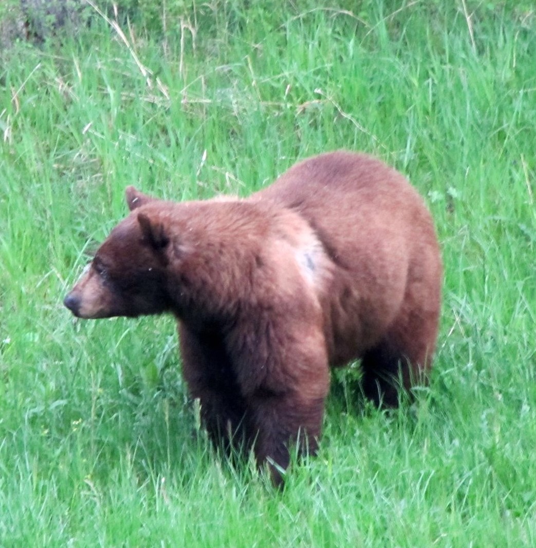 Report A Bear Sighting1