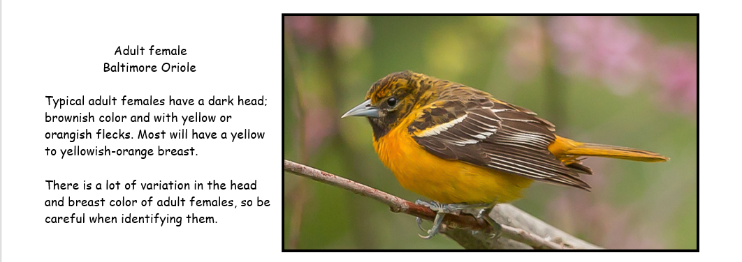 S.C. Baltimore Oriole Winter Survey and Great Backyard Bird Count set Feb.  12-15