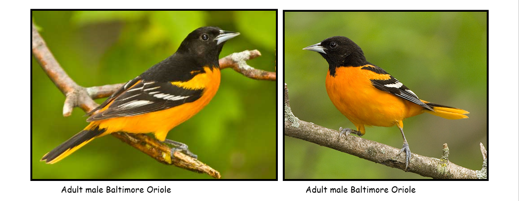 S.C. Baltimore Oriole Winter Survey and Great Backyard Bird Count set Feb.  12-15