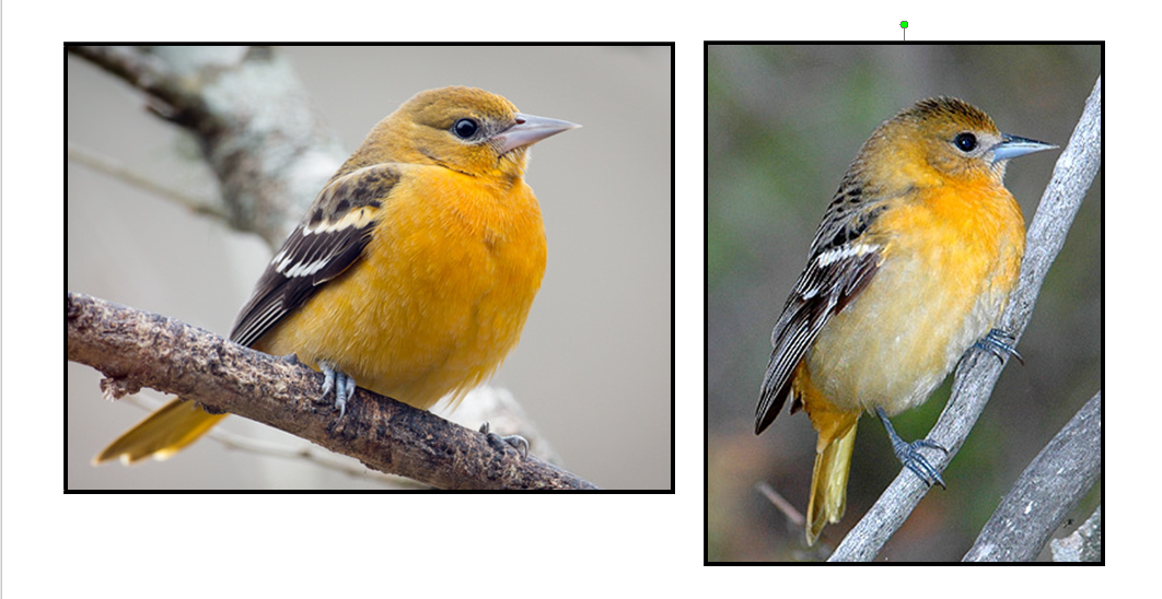 SCDNR's Baltimore Oriole Winter Survey is Feb. 18-21 - The Sumter Item