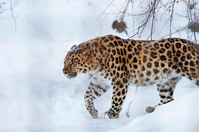 The Amur Leopard