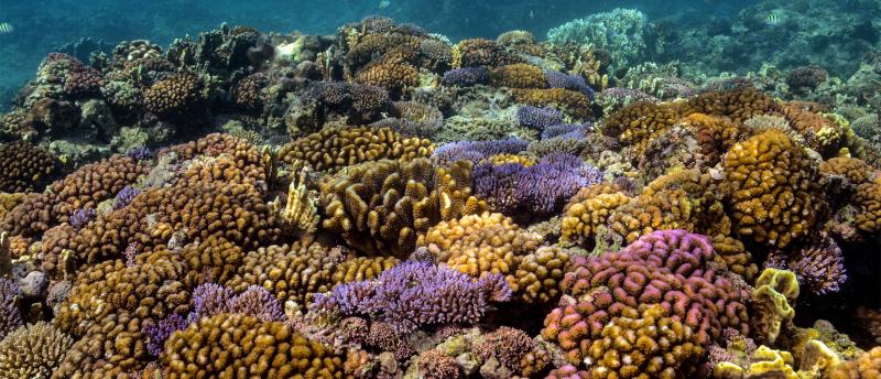 Everything You Need to Know about Coral Bleaching—And How We Can